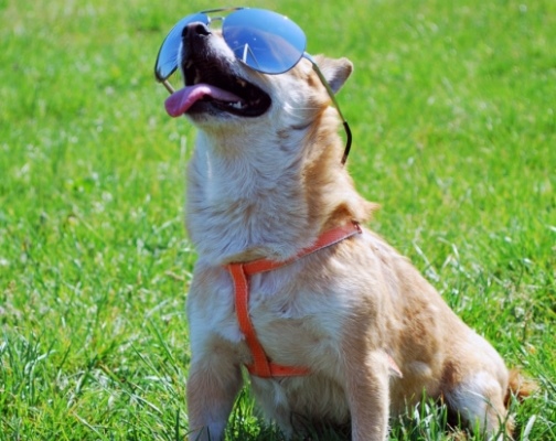occhiali da sole per cani di Dog Bling