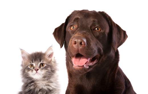 labrador donazione sangue salva gatto