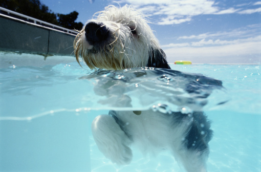 video cani in acqua