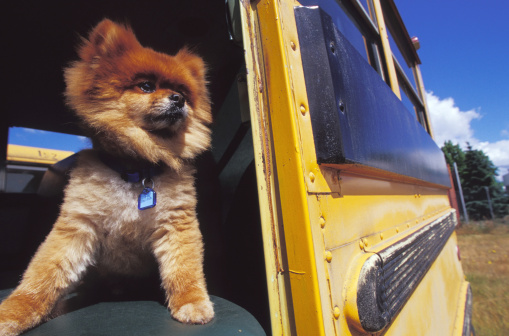 cane sul bus