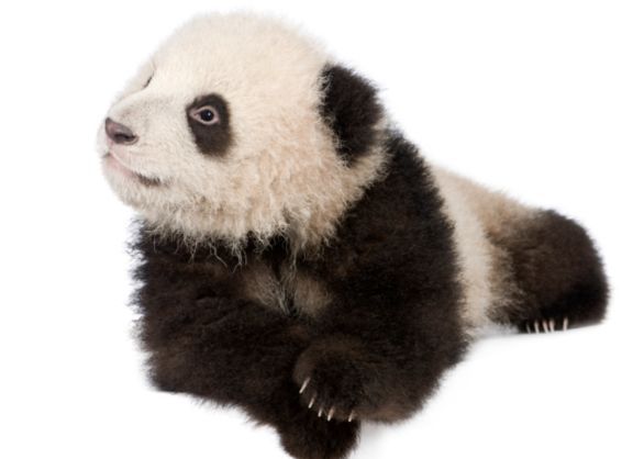 video cucciolo panda in fuga