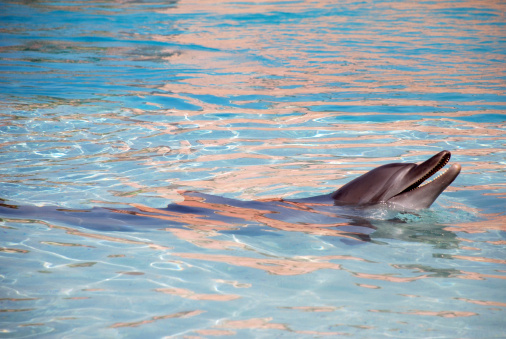 delfino, video amicizia cane delfino