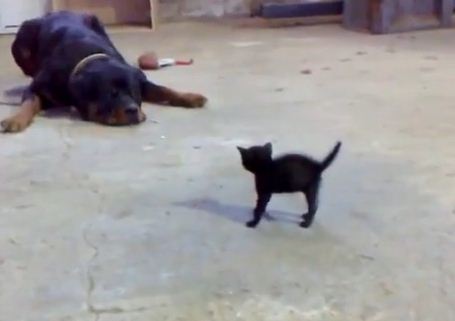 video gattino vs rottweiler