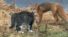 video gatto vs volpe