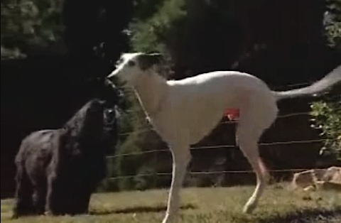 cane disabile due zampe corre salta video