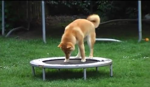 shiba inu su trampolino video