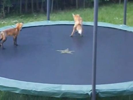 volpi selvatiche su trampolino, video