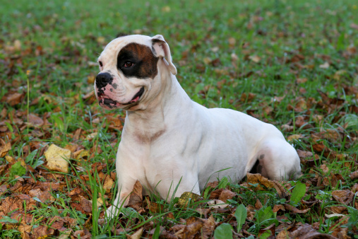 Boxer bianco gioca gatto nero VIDEO