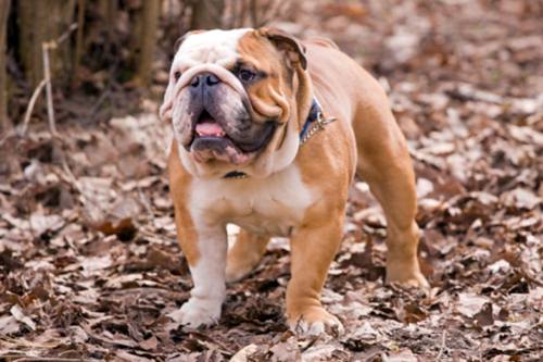 Gatto fa pasta schiena Bulldog