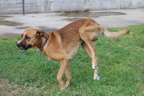 Cane paralizzato Argo adottato