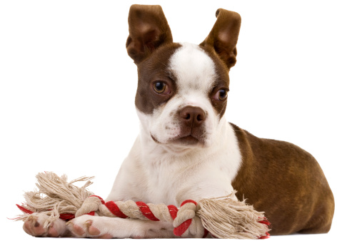 Boston Terrier faccia colpevole VIDEO