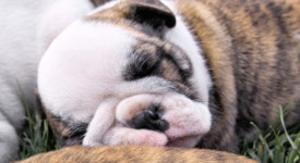 acne canina razze prevenzione