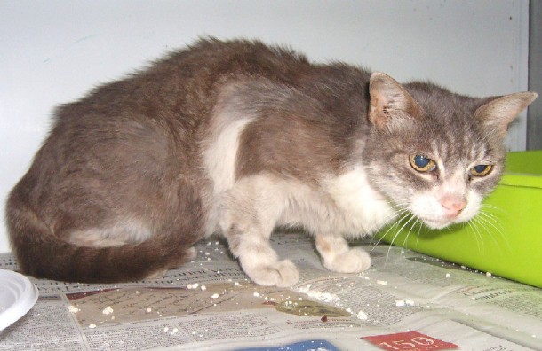 Gatto randagio centenario cerca casa