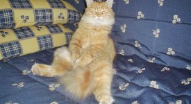 gatti seduti come esseri umani video