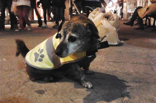 Camillo cane prende autobus solo Sanremo