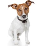 Jack Russel Terrier