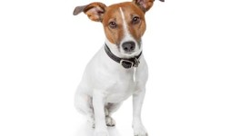 Jack Russel Terrier