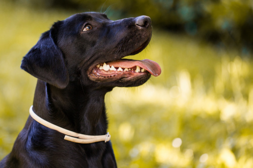 Cane guida salva vita bambino