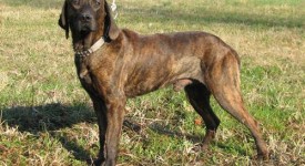 Segugio maremmano carattere allevamento