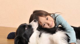 Border collie e bambini