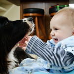 Border Collie e bambini