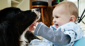 Border Collie e bambini