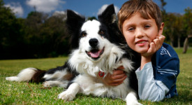 Border Collie e bambini