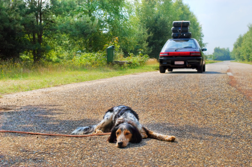 Tenere un cane di proprietà senza microchip non è reato