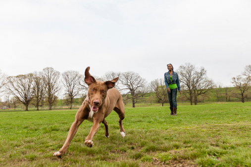 proteggere il cane 