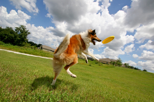 giocare con il cane a frisbee