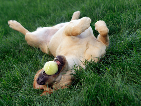 Cromopuntura nel cane