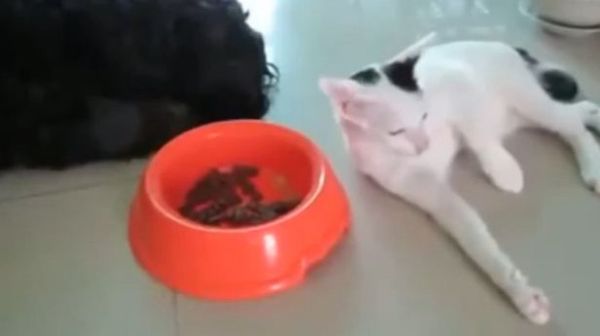 gatto ruba cibo cane video divertente