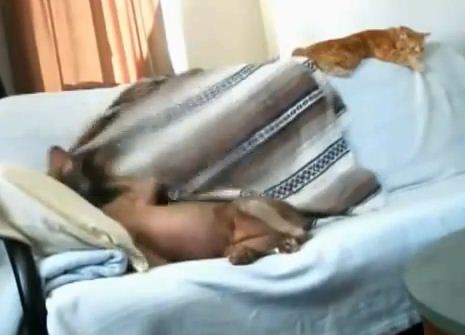 cane ruba coperta gatto video
