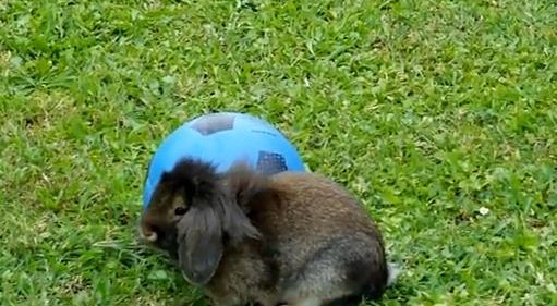 video divertente coniglio gioca a palla