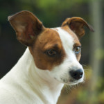 Jack Russel Terrier