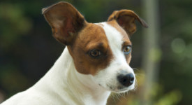 Jack Russel Terrier