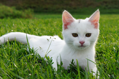 comportamento curioso gatto