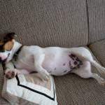 Jack Russel Terrier