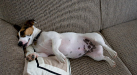 Jack Russel Terrier