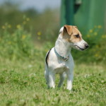 Jack Russel Terrier