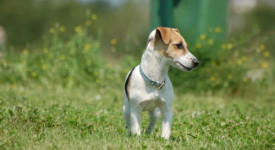 Jack Russel Terrier