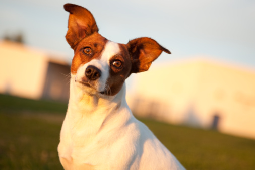 Jack Russel Terrier