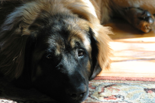 Alimentazione del Leonberger