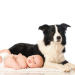 Border Collie e bambini