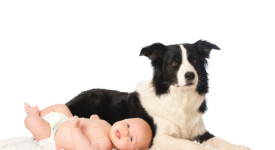 Border Collie e bambini