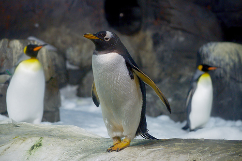 video pinguino sposa