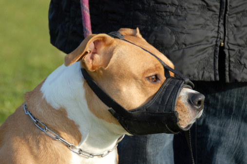 Guinzaglio e museruola obbligatori per i cani