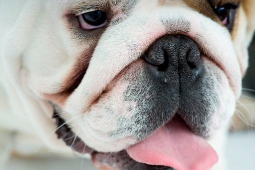 acne brufoli muso cane cura causa