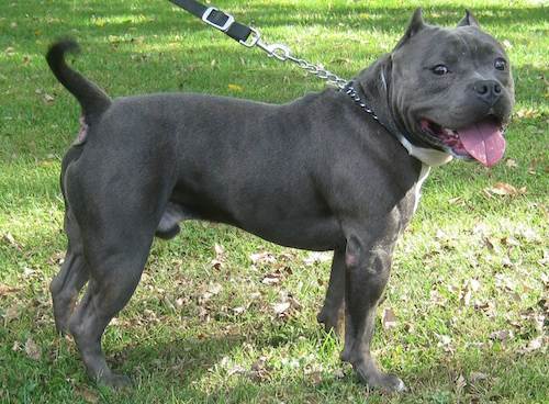 American Bully carattere prezzo allevamento