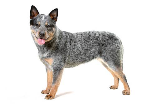 Australian Cattle Dog carattere prezzo allevamento